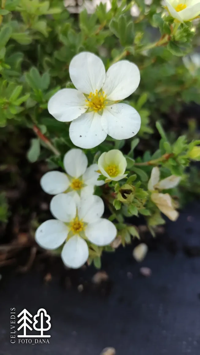Potentilla fruticosa    'McKay's White'